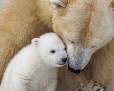 Шерстяные мамы: Новосибирский зоопарк устроил умилительную фотосессию ко Дню матери