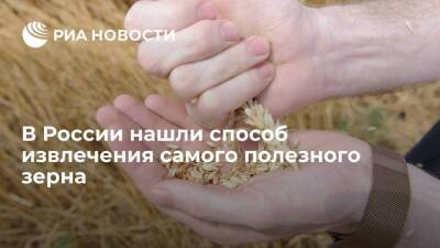 В России нашли способ извлечения самого полезного зерна