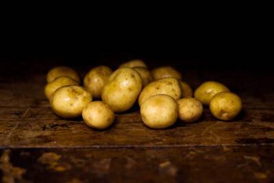 Исследователи пытаются вырастить картофель, устойчивый к изменению климата и мира
