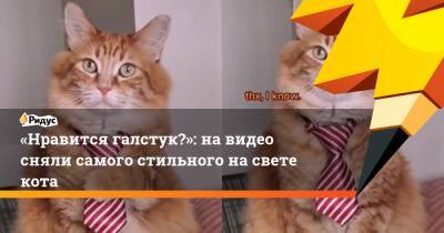 «Нравится галстук?»: на видео сняли самого стильного на свете кота