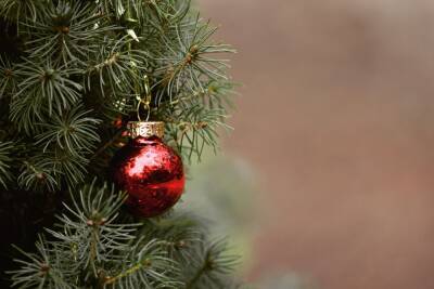 Астраханцам подсказали, как выбрать новогоднюю елку