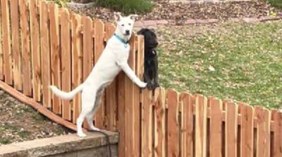 Для двух собак даже огромный забор не помеха – всегда рады поиграть! (Видео)