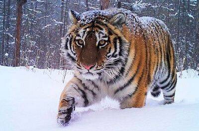В Приморском крае нашли застреленным амурского тигра из Красной книги - sovsekretno.ru - Приморье край - район Красноармейский
