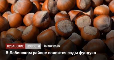 В Лабинском районе появятся сады фундука