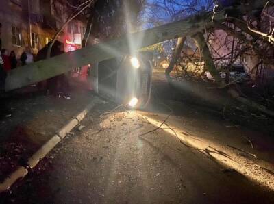 В Ростове из-за упавшего дерева произошло серьезное ДТП