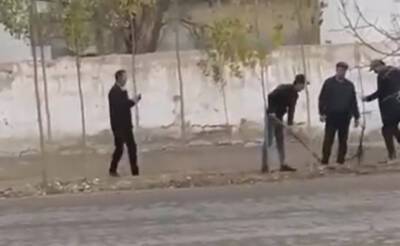 Группа людей инсценировала посадку саженцев деревьев. Видео
