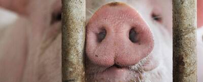 В Оренбурге выявили свинину с вирусом африканской чумы