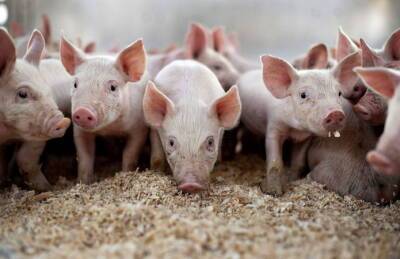 KSG Agro увеличил продажи свинины на четверть