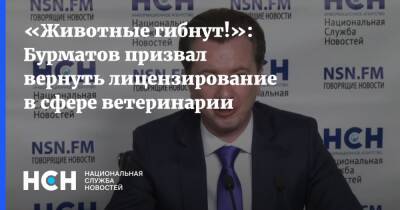 Владимир Бурматов - «Животные гибнут!»: Бурматов призвал вернуть лицензирование в сфере ветеринарии - nsn.fm