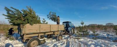 Новосибирские лесоводы заготовят к Новому году около 30 тысяч елей, пихт и сосен