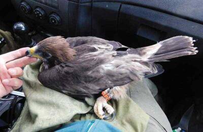 Новосибирские орнитологи отследили миграцию орла-карлика из Сибири