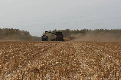 В Тамбовской области в этом году ожидается рекордный урожай кукурузы