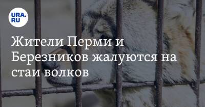 Жители Перми и Березников жалуются на стаи волков