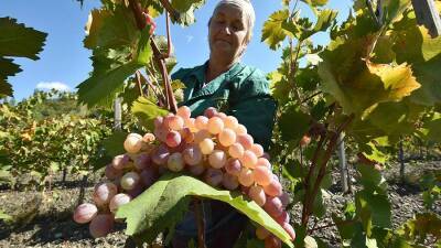Виноградари и виноделы России создадут саморегулируемую организацию