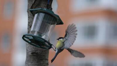 Москвичам рассказали о птицах, которые прилетят в город в зимний сезон