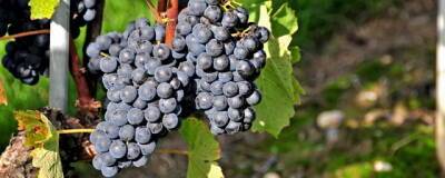 Минсельхоз России планирует к 2030 году увеличить площади виноградников на 35%