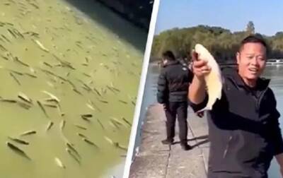 В Китае тысячи "пьяных" рыб всплыли в озере - korrespondent.net - Китай - Украина - Аргентина - провинция Чжэцзян