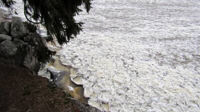 Фото: в выборгском парке Монрепо бухта покрылась ледяными кувшинками