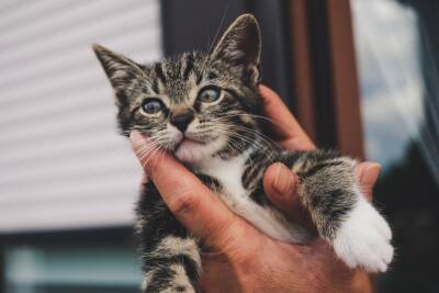 Жутко разделавшаяся с котенком в Челябинске девочка оказалась «гениальным ребенком»