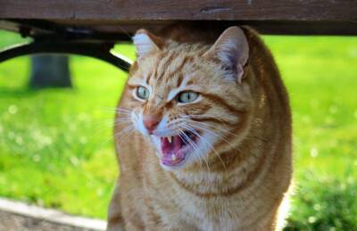 Британские зоологи: У ряда домашних кошек есть склонность к психопатии
