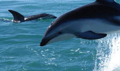 В России предложили запретить добычу китов и дельфинов