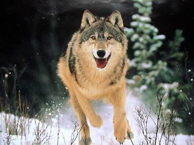 Жители Пермского края жалуются на нападения волков на собак