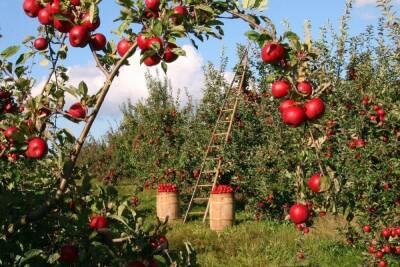 Крупнейший в Европе органический яблоневый сад, расположенный в Новоусманском районе, прошел сертификацию