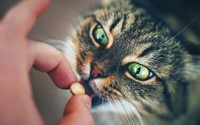 Витамины для котов, кошек и котят