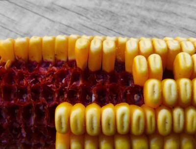 Эксперт: Украине придется конкурировать с США на европейском рынке кукурузы