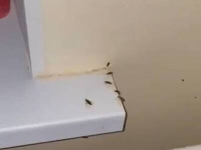 Жителей Брянска шокировали полчища тараканов в палатах ковидной больницы (фото)