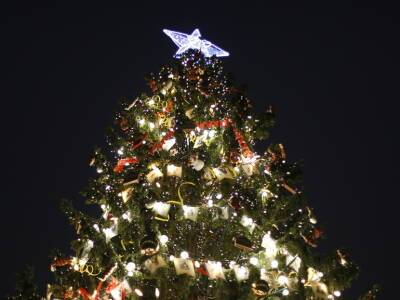 Упадет ли новогодняя елка на Дворцовой на горожан? Она снова будет живой