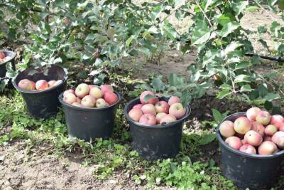 Минсельхоз Ставрополья: получен беспрецедентный урожай яблок
