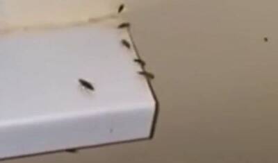 Власти объяснили, почему по брянской больнице бегают тараканы