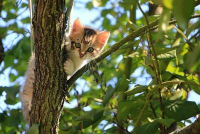 Полицейские спасли котенка, сидевшего на дереве в Великих Луках