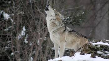 Советы жителям Вологодской области: как узнать волка и как вести себя при встрече с хищником