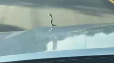 С ветерком: змея случайно прокатилась на капоте авто и попала на видео