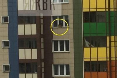 Кот в Красноярске поцарапал беременную хозяйку и оказался за окном 14 этажа