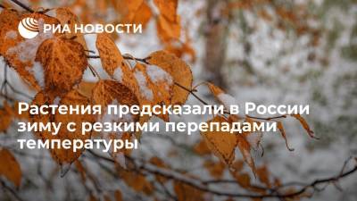 Эксперт Воронова: растения предсказали в России зиму с резкими перепадами температуры
