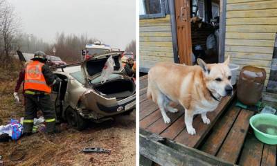 У погибших в страшной аварии пенсионеров остались два кота и собака