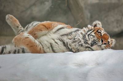 Животные Новосибирского зоопарка принимают снежные ванны: 10 умилительных фото