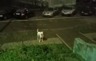 В Твери аргентинский дог, гуляющий без хозяина, нападает на собак