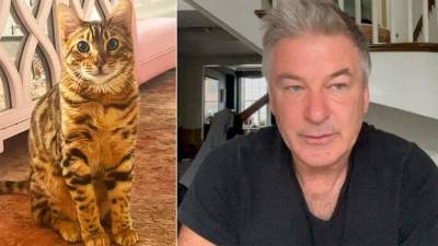 В США нашелся пропавший кот семьи актера Алека Болдуина