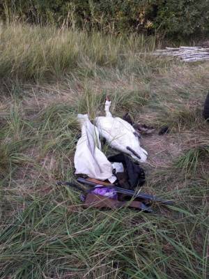 Жителя Челябинска осудили за убийство краснокнижного лебедя-шипуна