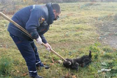 В Цимлянске спасли собаку, провалившуюся в четырехметровый люк