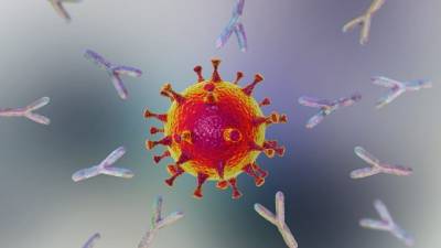 Ученые нашли антитело, которое может противостоять разным коронавирусным инфекциям