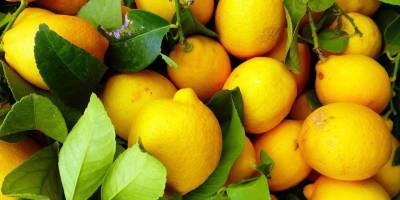 Россия прекратила ввоз лимонов турецкого производства