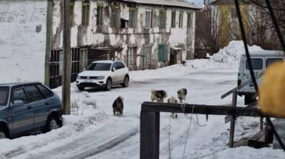 На Ямале бездомный пес покусал женщину, собиравшую данные для переписи населения
