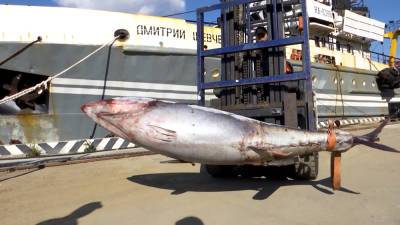 В Приморье рыбаки поймали тунца весом 330 кг