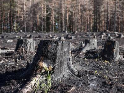 Жительницу Челябинской области обязали заплатить 2,6 млн рублей за ущерб от лесного пожара