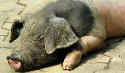 В Белоярском округе Свердловской области могут быть уничтожены все свиньи из-за чумы
